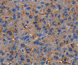 Anti-Human/Mouse NRIP3 Antibody - ABMIUM