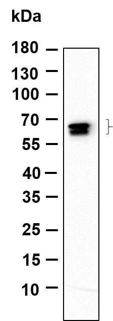 Anti-Human/Mouse/Rat GAD-65/67 Antibody [B884] - ABMIUM