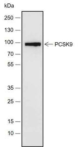 Anti-Human/Rat/Mouse PCSK9 Antibody [A674]