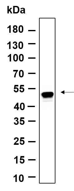 Anti-Human/Mouse Smad3 Antibody [B907]