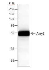 Anti-Rat/Mouse Amy2 Antibody [A131]