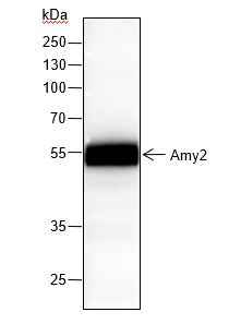 Anti-Rat/Mouse Amy2 Antibody [A131]
