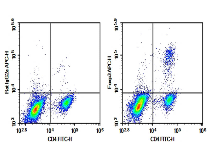 C57/BL6 Mouse splenocytes were fixation and permeabilization, intracellular stained with 0.2 μg Purified Anti-Mouse Foxp3 Antibody[FJK-16s] (Right) and 0.2 μg Rat IgG2a, κ Isotype Control (Left), followed by APC-conjugated Goat Anti-Rat IgG Secondary Antibody, then anti-Mouse CD4 FITC-conjugated Monoclonal Antibody.
