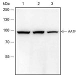 Anti-Human AATF Antibody [A118]