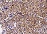 Anti-Mouse GFRA1 Antibody [B418]