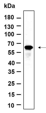 Anti-Human/Mouse/Rat FoxO4 Antibody [B901]