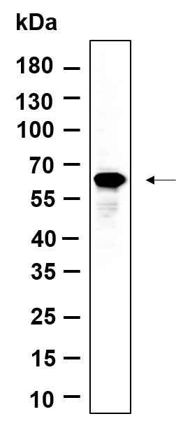 Anti-Human/Mouse/Rat FoxO4 Antibody [B901]