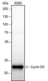 Anti-Human Cyclin D3 Antibody [A203]