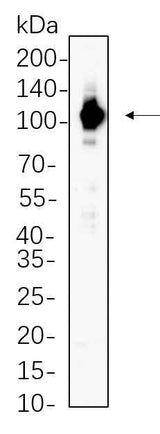 Anti-Human/Mouse/Rat Stat6 Antibody [B667]