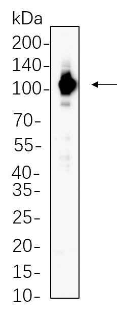 Anti-Human/Mouse/Rat Stat6 Antibody [B667]