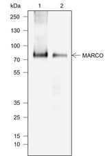 Anti-Mouse MARCO Antibody [A724]