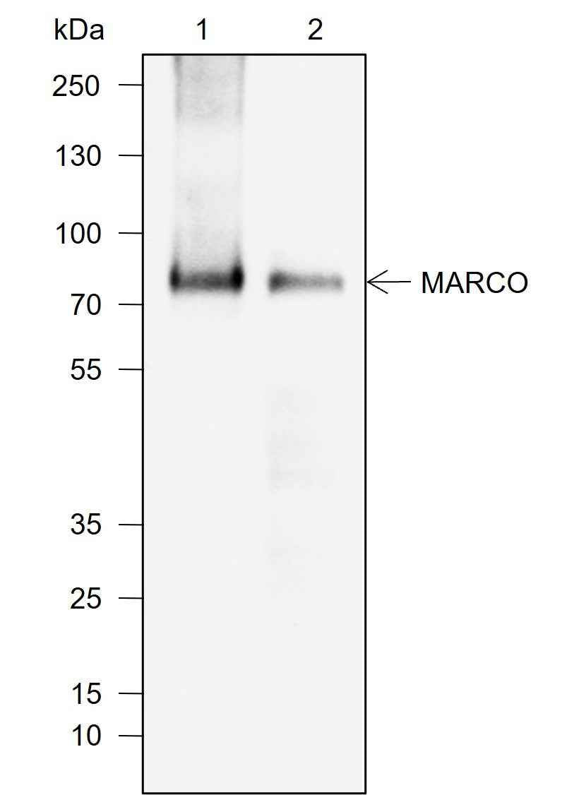 Anti-Mouse MARCO Antibody [A724]