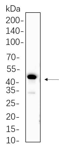 Anti-Human/Mouse PAX6 Antibody [B738] - ABMIUM