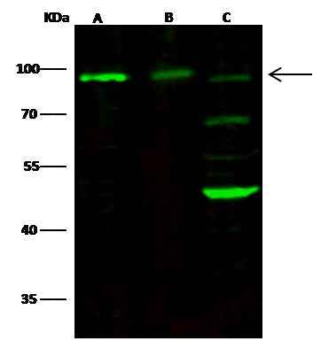 Anti-Human NCAM1 Antibody [B214] - ABMIUM