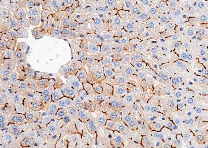 Anti-Mouse CEACAM1 Antibody [B464]