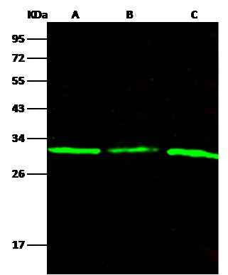 Anti-Human PNP Antibody [B341] - ABMIUM