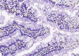 Anti-Rat CD36 Antibody [B523]
