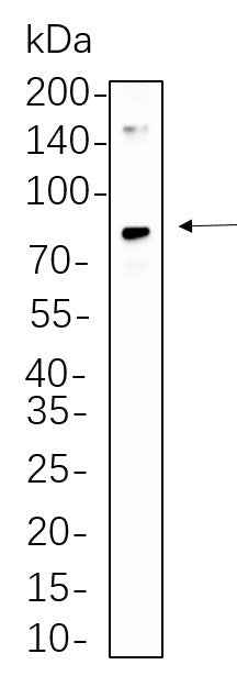 Anti-Human/Mouse/Rat CD34 Antibody [B560] - ABMIUM