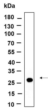 Anti-Human/Mouse/Rat CTRP2 Antibody [B966]