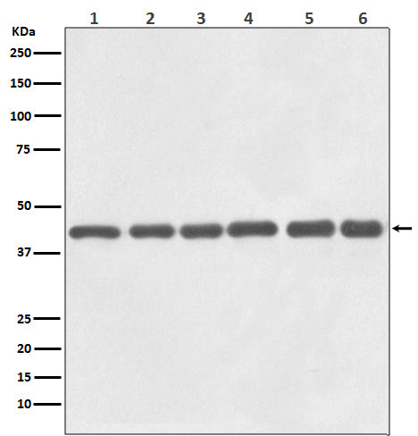 Anti-beta Actin Mouse Monoclonal Antibody(HRP Conjugated) Boster Bio