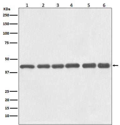 Anti-beta Actin Mouse Monoclonal Antibody(HRP Conjugated) Boster Bio
