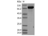 > 90 % as determined by reducing SDS-PAGE.