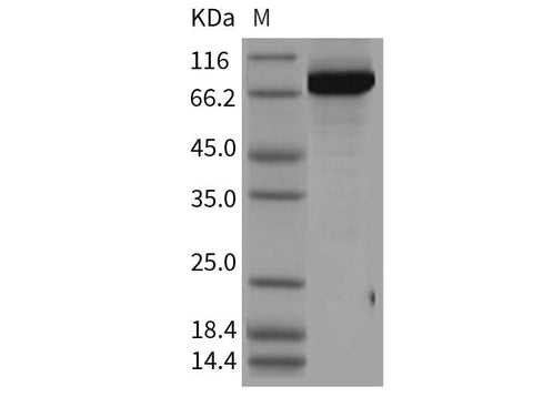 > 90 % as determined by reducing SDS-PAGE.