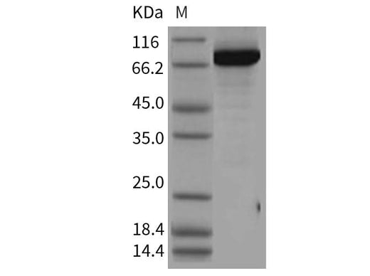 > 90 % as determined by reducing SDS-PAGE.