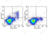 Anti-Mouse PD-L2 Antibody [TY25] - ABMIUM