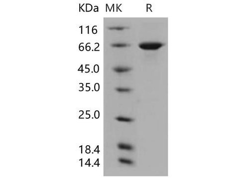 > 92 % as determined by reducing SDS-PAGE.