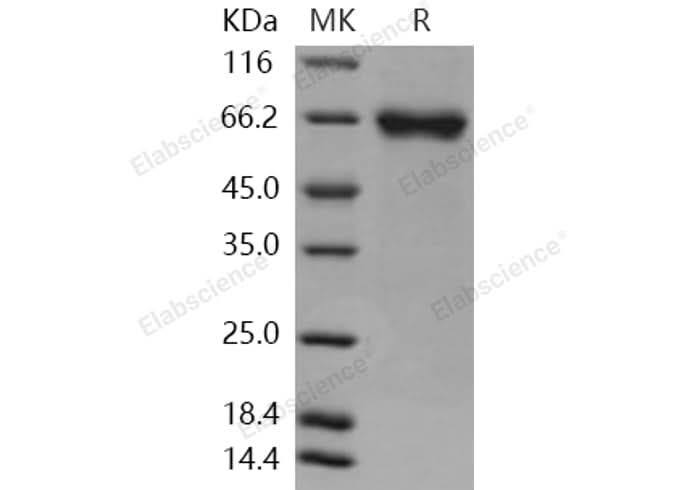 > 96 % as determined by reducing SDS-PAGE.