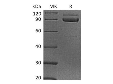 > 90 % as determined by reducing SDS-PAGE.
