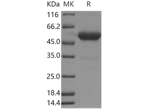 > 90 % as determined by reducing SDS-PAGE.