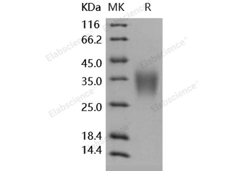 > 97 % as determined by reducing SDS-PAGE.