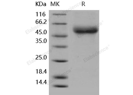 > 97 % as determined by reducing SDS-PAGE.