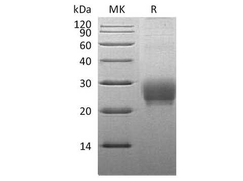 > 95 % as determined by reducing SDS-PAGE.