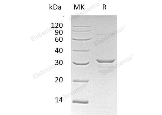 > 90 % as determined by reducing SDS-PAGE.