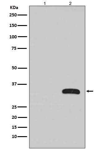 Anti-GFP Rabbit Monoclonal Antibody Boster Bio
