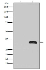 Anti-GFP Rabbit Monoclonal Antibody Boster Bio