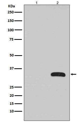Anti-GFP Rabbit Monoclonal Antibody Boster Bio