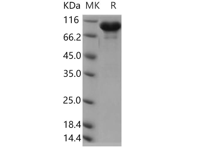 > 90 % as determined by reducing SDS-PAGE.