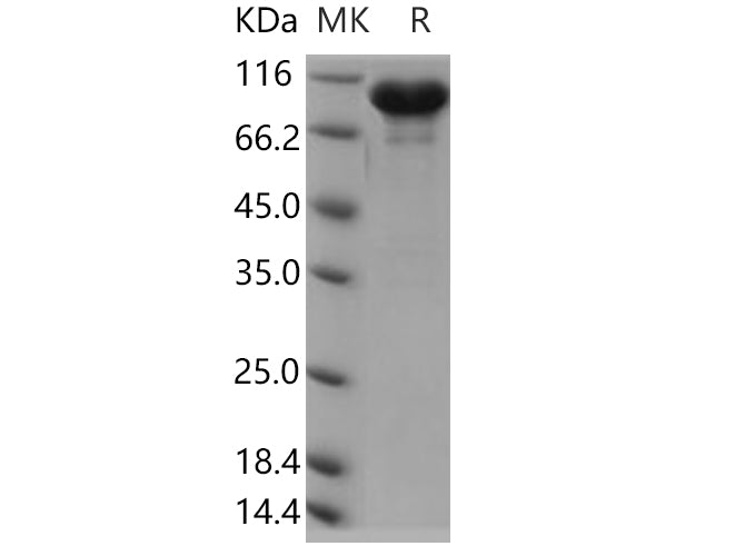 > 90 % as determined by reducing SDS-PAGE.