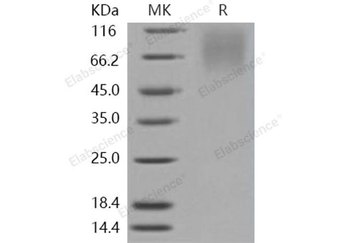 > 95 % as determined by reducing SDS-PAGE.