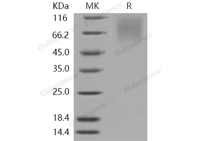 > 95 % as determined by reducing SDS-PAGE.