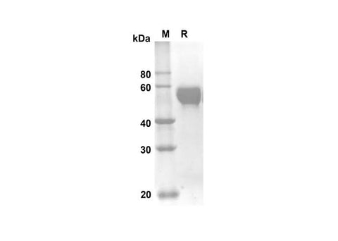 SDS-PAGE analysis of Mouse Tnfrsf9 proteins, 2 μg/lane of Recombinant Mouse Tnfrsf9 proteins was resolved with an SDS-PAGE under reducing conditions, showing bands at 42.93 kDa.
