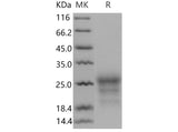 > 95 % as determined by reducing SDS-PAGE.