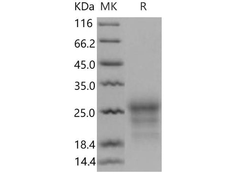 > 95 % as determined by reducing SDS-PAGE.