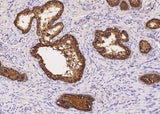 Anti-Human SIAE Antibody [A984] - ABMIUM