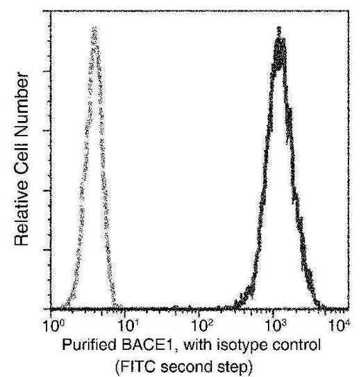 Anti-Human BACE1 Antibody [A1181] - ABMIUM