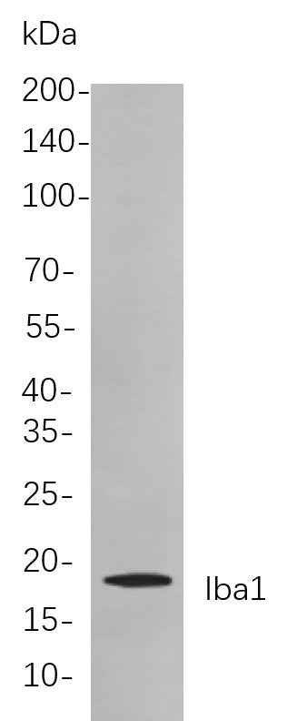 Anti-Human/Mouse/Rat Iba1 Antibody [B749] - ABMIUM